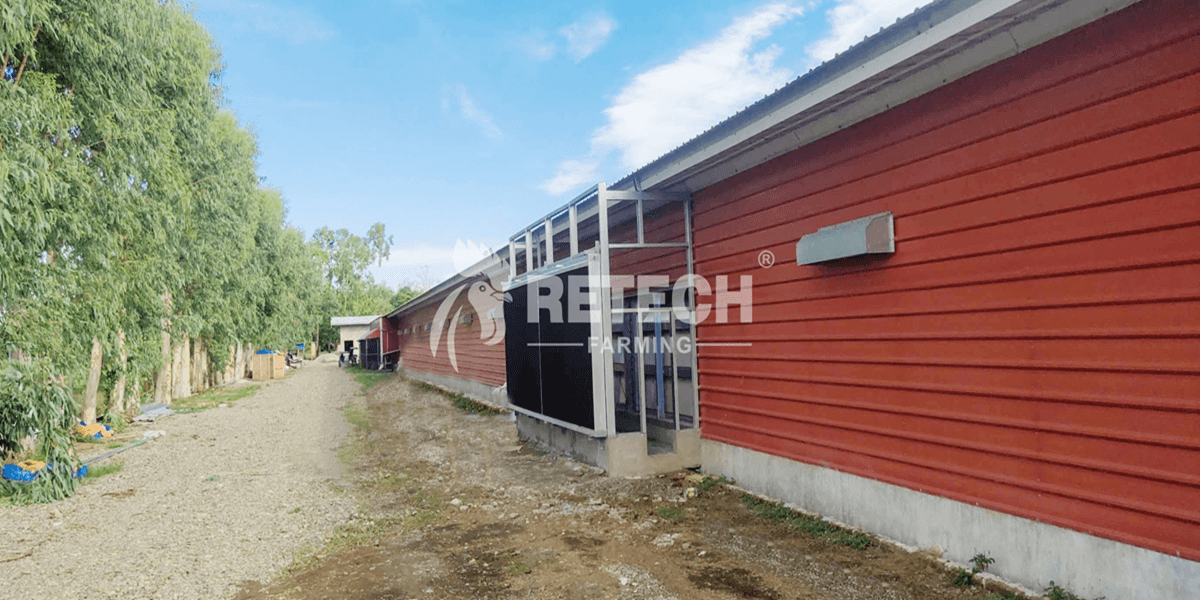 comparison-of-4-kinds-of-broiler-raising-methods