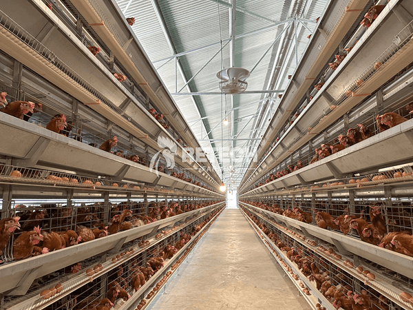 automatic H type poultry layer cage