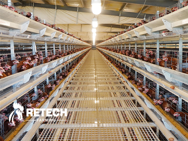 chicken farm poultry equipment