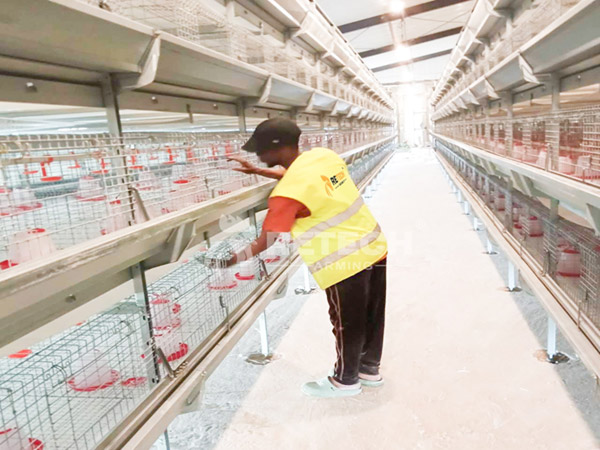modern-pullet-farm-1