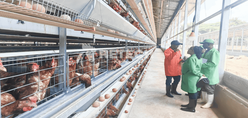 Why choose battery cage rearing equipment