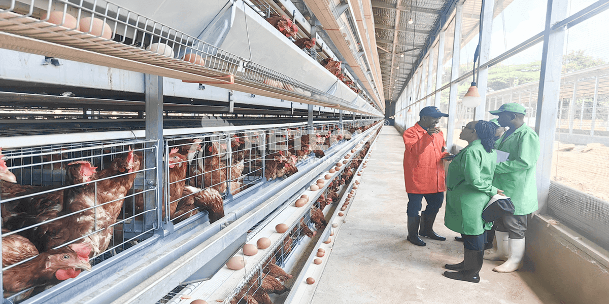 Differences between Battery Cage System and Free-range System - Retech ...