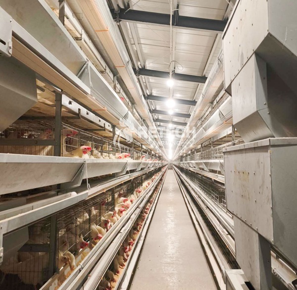 H type layer cage